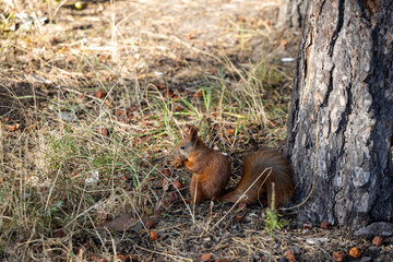 Naklejka na ściany i meble Red squirrel in the park eating nuts on a background of yellow-green grass.