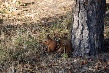 Red squirrel in the park eating nuts on a background of yellow-green grass.