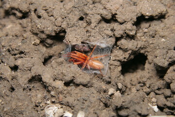Woodlouse Slater eating spider (Dysdera crocata)