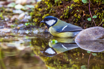 Kohlmeise (parus major)