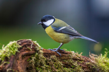 Kohlmeise (parus major)