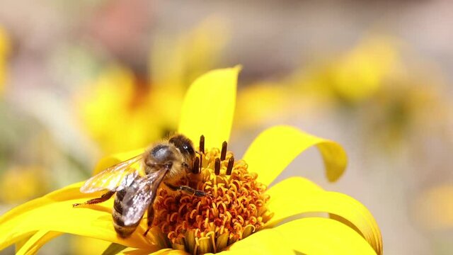 A flying honey bee collecting pollen at yellow stamens in a flower. A bee working on a garden flower, slow motion.