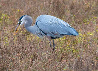 A Great blue Heron stalking and capturing prey while on the prowl in a wetland.
