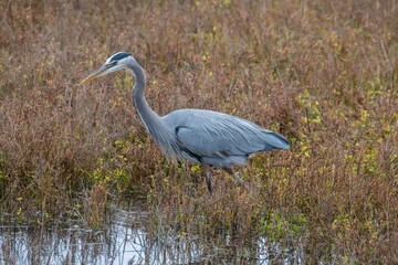 A Great blue Heron stalking and capturing prey while on the prowl in a wetland.