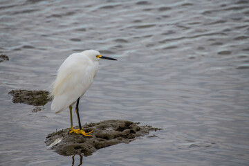 A Snowy Egret always on the lookout for it's next meal in a wetland.