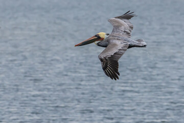 Fototapeta na wymiar A Brown Pelican takes flight near the ocean in search of a meal.