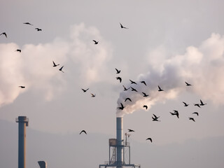 Flying birds flock flying on smoking factory pipes background