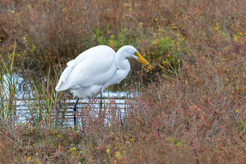 Great Egret Stalking Prey in a Wetland