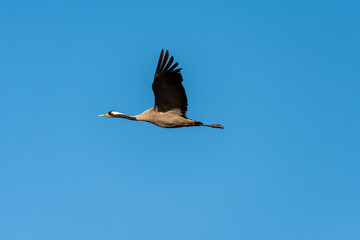 Common crane flying in an early autumn morning over a lake near Agamon Hula, Israel. 