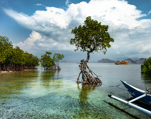 lush green Mangroves in Komodo National Marine Park, Flores with a expedition boat in the background