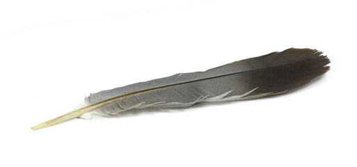 Bird feather isolated on white.