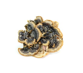 Turkey tail mushroom isolated. Trametes versicolor, also known as coriolus versicolor and polyporus versicolor mushroom, the best natural cure for cancer © Sanja