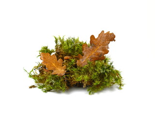 Green moss and autumn leaves as a decorative element. Closeup. Green moss Isolated on white...