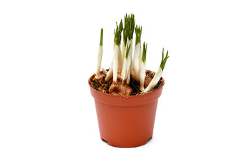 Crocus sprouts in a pot isolated. New sprouts of crocus in flowerpot. Garden flower pot with spring crocuses isolated