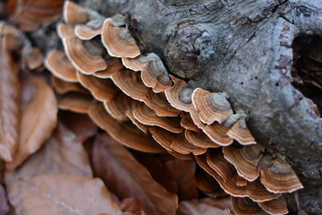Trametes versicolor, the polypore mushroom