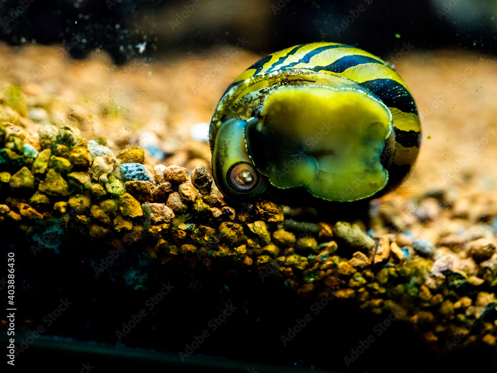 Poster spotted nerite snail (Neritina natalensis) eating algae from the fish tank glass - Posters