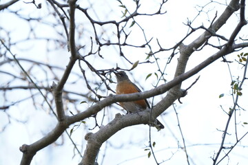 brown headed thrush on the branch