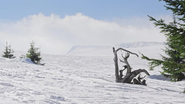 Snow particles raised by strong wind on a sunny day in the mountains