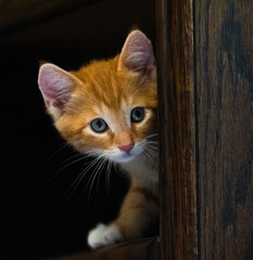 A cute orange tabby kitten making eyes at the camera