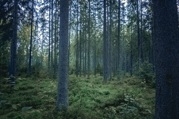 Summer green forest, many large century-old fir trees