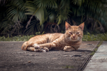 cat on the roof