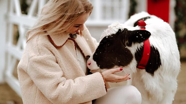 Woman posing with young bull on the Christmas ranch with holiday decor. Snowing.