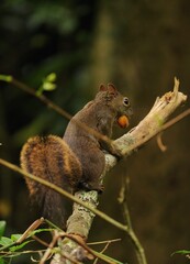 Squirrel Eating Nut Rio de Janeiro Parque Lage