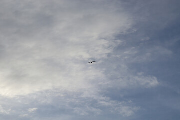 seagull flying in the sky under clouds