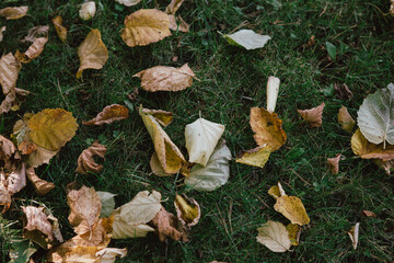 yellow, orange dry autumn leaves falling on green grass in the sun at sunset