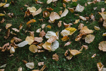 yellow, orange dry autumn leaves falling on green grass in the sun at sunset