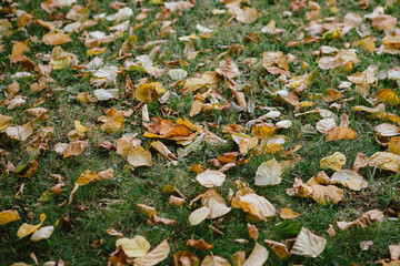 yellow, orange dry autumn leaves falling on green grass in the sun at sunset