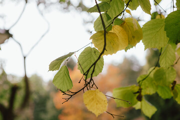 close up photo of autumn yellow and green birch leaves, bokeh in the background