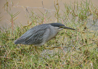 Galapagos lava heron (Butorides sundevalli) with a crab, Isla Isabela, Galapagos Islands, Ecuado