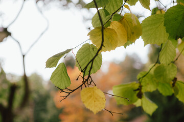 close up photo of autumn yellow and green birch leaves, bokeh in the background