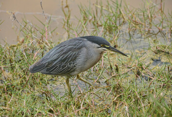 Galapagos lava heron (Butorides sundevalli) with a crab, Isla Isabela, Galapagos Islands, Ecuado