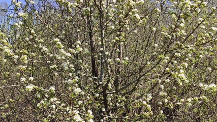 White flowers on a cherry tree. Spring nature. Cherry blossom in garden.