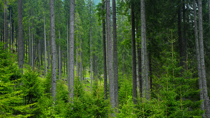 A spruce tree forest in Latorita Mountains during summer season. Carpathia, Romania.
