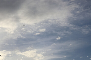 clouds in the sky and seagulls fly