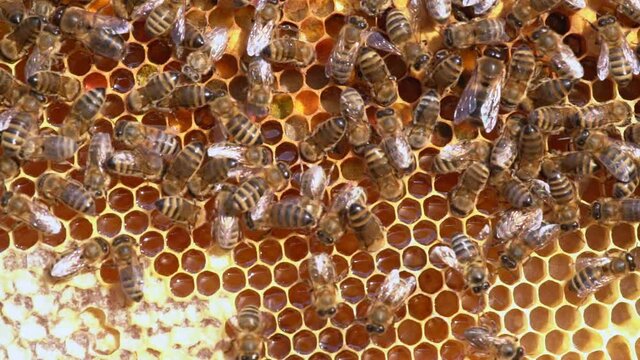 Macro slow motion video of working bees on a honeycomb. Beekeeping and honey production image