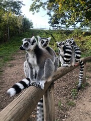 ring lemur