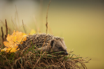 cute European hedgehog (Erinaceus europaeus) is looking for a hiding place before the start of...