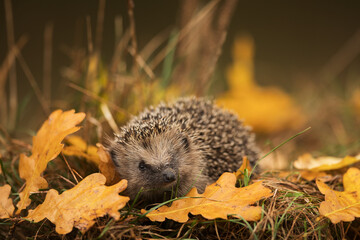 cute European hedgehog (Erinaceus europaeus) is looking for a lair where he could survive the winter