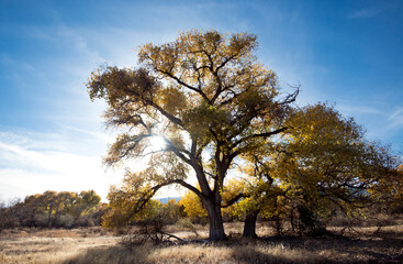 Sun shining through the yellow leaves of a cottonwood tree in Fall 