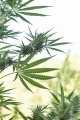 Young hemp leaves growing in outdoor cultivation