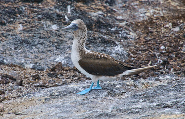 Blue-footed booby (Sula nebouxii), Isla Seymour Norte, Galapagos Islands, Ecuador