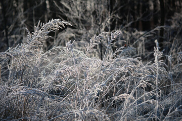 Frost-covered grass glistening in the sun's rays