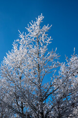 Frozen branches of an oak tree due to the intense cold in spain