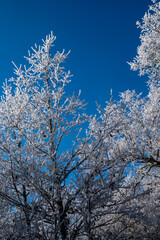 Oak branches frozen by the intense cold in spain in january 2021