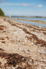 Tall grass and small stones on the beach. Blue sky over sea