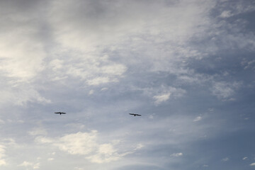 Fototapeta premium seagulls flying in the sky